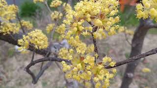 Japanese Cornelian Cherry [upl. by Caruso]