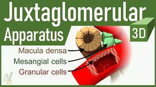 05 Juxtaglomerular Apparatus 3D [upl. by Bettina]