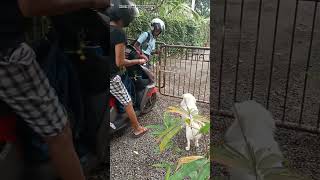 അവസരം കിട്ടിയപ്പോൾ കള്ളൻ ഓടാൻ നോക്കിdoglove pets doglovers funny dogowners puppy love happy [upl. by Macguiness]