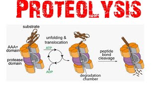 Proteolysis [upl. by Efar]