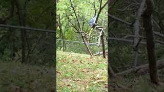 BlueJay scouting out an area above the Harpeth River Tennessee USA 🎶 tnbluejay [upl. by Pippas]