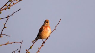 Common Linnet Singing [upl. by Cyprian238]