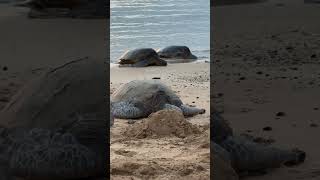 Poipu Beach Kauai Hawaii beach hawaii beachlife hawaiian [upl. by Va]