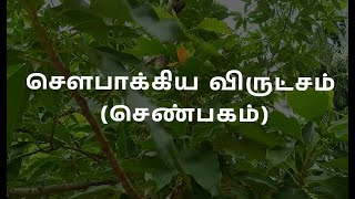 சௌபாக்கிய விருட்சம் செண்பகம் Health benefits of senbagam tree [upl. by Aihseuqram460]