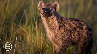 Lone Hyena in Nyerere National Park The Selous  360° Virtual Tour [upl. by Nallaf]