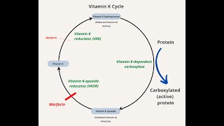 Vitamin K Cycle Steps and Enzymes  Vitamin K quinone Hydroquinone Epoxide [upl. by Philippine]