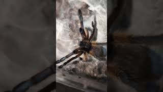 Its only a worm fail feeding arachnid spider tarantula insects shorts [upl. by Ahsinyd]