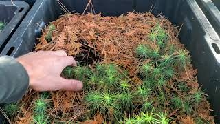 Growing White Pines from Seed Episode 3 [upl. by Ruyam]