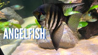 Freshwater Angelfish  Complete Care Guide amp Species Profile [upl. by Eilime129]