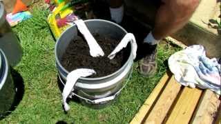 TRG 2012 2 of 2 Filling amp Planting the Self Wicking Tomato Watering Container [upl. by Einberger976]