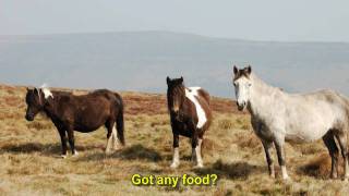 Offas Dyke Path  Days 4amp5 [upl. by Aloise423]