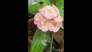 Euphorbiaceae Peach flowers Chennai garden  🌸🌸 short video  beautiful flowers🌸 [upl. by Ewold]