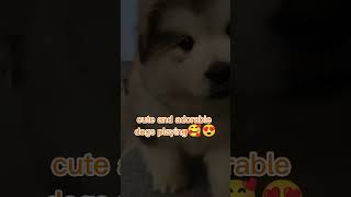 Cute and adorable dogs playing dogs funy cutedogs [upl. by Akined]