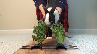 Rabbit Taste Test eating ASMR  Kale or Lettuce [upl. by Bodnar123]