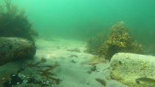 20210714  Atlantic Tomcod at Brant Rock [upl. by Eedrahc]