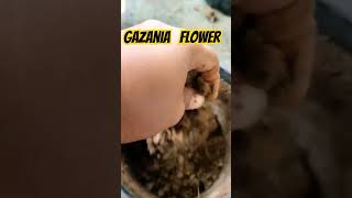 Lets Repot Gazania Plant🌷❤️ shorts repotting winterflowers gazania viral [upl. by Nalda772]