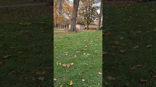 Squirrels playing in York 🐿️ funny squirrel funnyanimals [upl. by Brouwer]