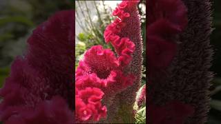 Celosia cockscomb seeds harvesting murga kalgi seeds  shortsvideo growgreen445 [upl. by Ibrahim]