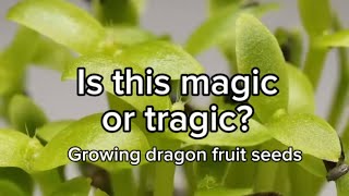 One thing about me if there’s a seed I’m going to try and grow it plantgrowth dragonfruitplant [upl. by Guglielmo]