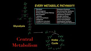 EVERY SINGLE METABOLIC PATHWAY YOU NEED TO KNOW FOR BIOCHEMISTRY MCAT IN 30 MINUTES [upl. by Atram972]