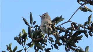 Oak Titmouse Song California [upl. by Annmarie]