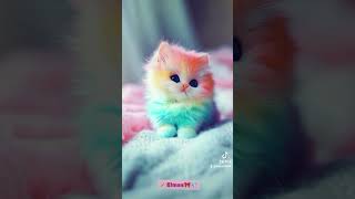 كميةاللطافة😍🎀اويلي 😻🐈‍⬛وانايَسيدي ألبيلحبالئططميال😌🎀Masa 🎀 💎 🙂‍↔️ 🎶🎧 tranding [upl. by Ferneau]