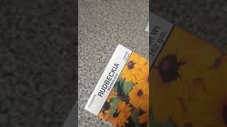 Starting Rudbeckia  Black Eyed Susan from seed Seed size [upl. by Noned]