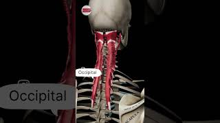 Occipital Nerve  occipitalnerve occipitalnerveblock [upl. by Oleg]