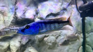 Champsochromis spilorhynchus added to the big predator hap tank [upl. by Ier]