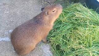 Capibara comendo  Carpincho comiendo [upl. by Amandi]