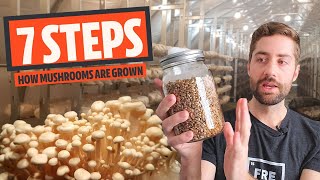 The 7 Basic Steps Of Mushroom Cultivation How Most Mushrooms Are Grown [upl. by Tharp]