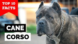 Cane Corso  Top 10 Facts [upl. by Letch]