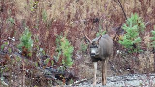 Blacktail Deer Hunting 2021 Buck down [upl. by Hew896]