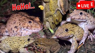 🐸Boing Boing web catching frogs🐸flying and Jumping Part 5 [upl. by Saxet]