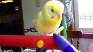 Inca My Baby Parakeet Playing and Talking April 2012 [upl. by Auhsohey744]