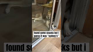 nobody’s perfect husky belusky belgianmalinoisdog malinois dogshorts doggo dogsofyoutube [upl. by Ariem224]