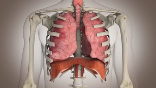 El funcionamiento del sistema respiratorio [upl. by Maxantia]