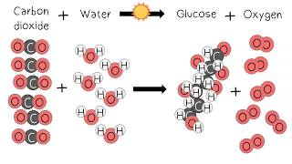 Photosynthesis Light Reactions 1 [upl. by Shornick]