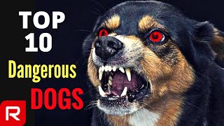 10 Most Dangerous Dog Breeds In The World [upl. by April]