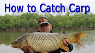 How to Catch Carp  for Beginners [upl. by Ynolem638]