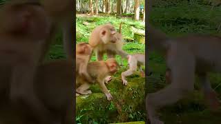 Great Family Monkey Blissful Moment  Lovely Baby Monkey funny viralvideo [upl. by Rigby]