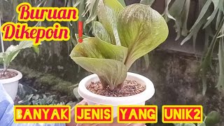 BURUAN DIKEPOIN‼️BANYAK JENIS TANAMAN HIAS YANG UNIK2 [upl. by Akyeluz]