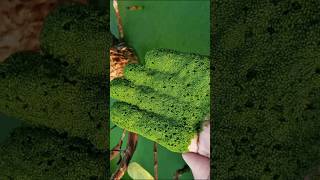 🥰Wolffia😀 the smallest flowering plant viral youtubeshorts [upl. by Whit]