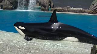 Corky goes slideout on her own  Aug 25 2018  SeaWorld San Diego [upl. by Stedman]