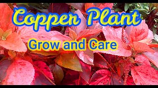 Acalypha wilkesianaCopper Plant How to grow care and propagate [upl. by Collins]