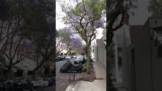 Jacarandas in Ashmore St Erskineville [upl. by Akinak]