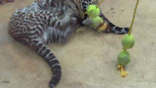 Ocelot Kittens playing with tennis balls Munich Zoo  Tierpark Hellabrunn [upl. by Ahsilem]