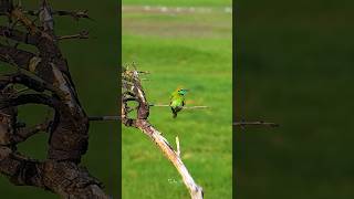 Stunning Green BeeEater in Action  Sri Lankan Wildlife 🦜🍃 shorts [upl. by Walls363]