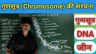 गुणसूत्र की संरचना।। गुणसूत्र का चित्र बनाना सीखें। Structure of Chromosome DNA Gene [upl. by Herrle485]