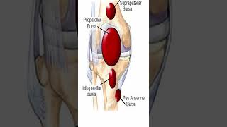 Pes Anserine Bursitis Shorts [upl. by Jacqui]